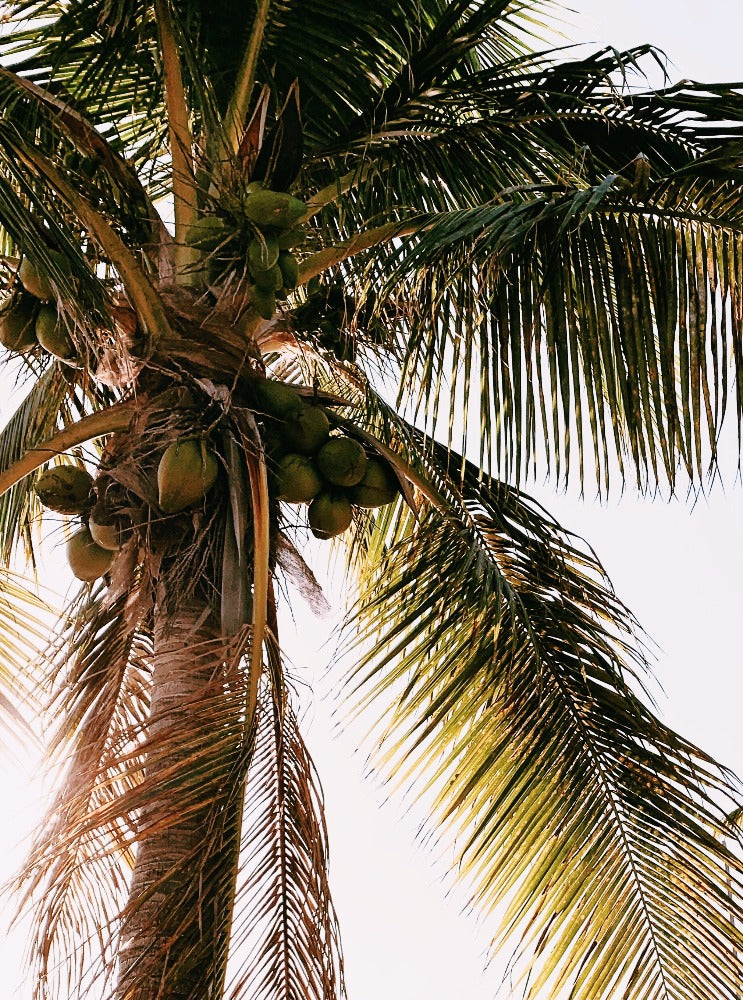 Coconut palm tree