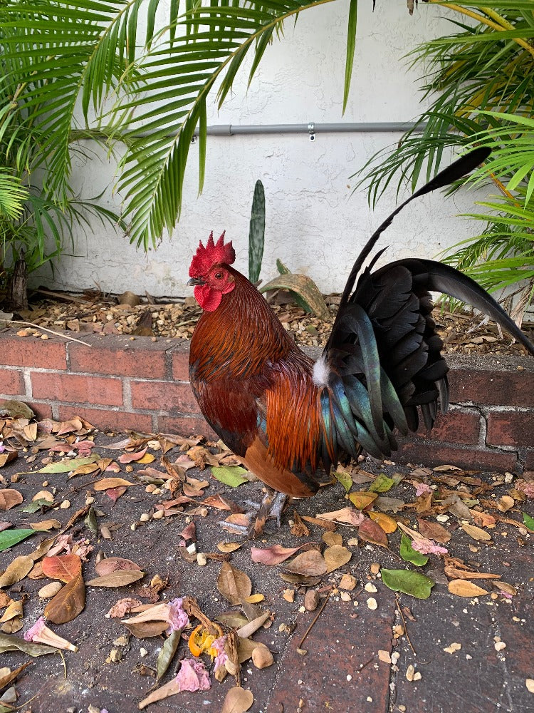 Rooster, Key West, Florida