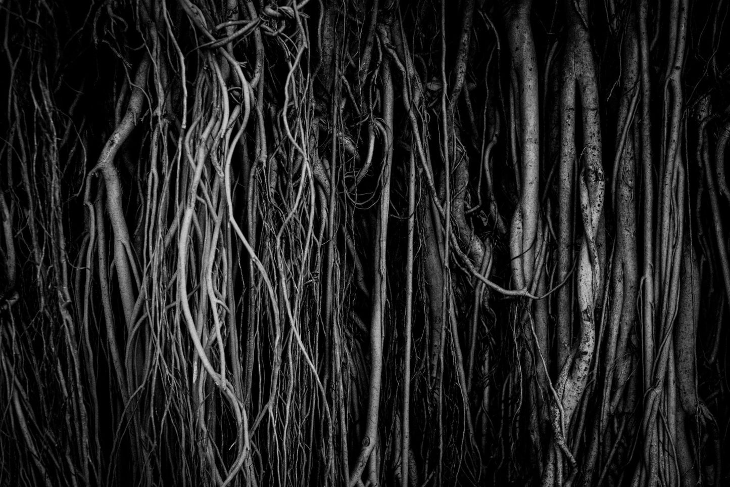 Fig tree roots in black and white