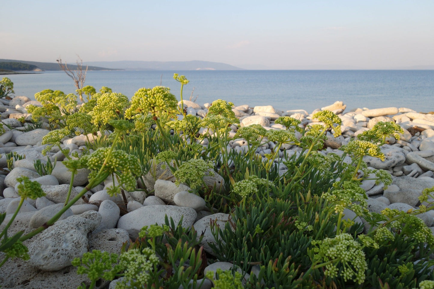 sea fennel