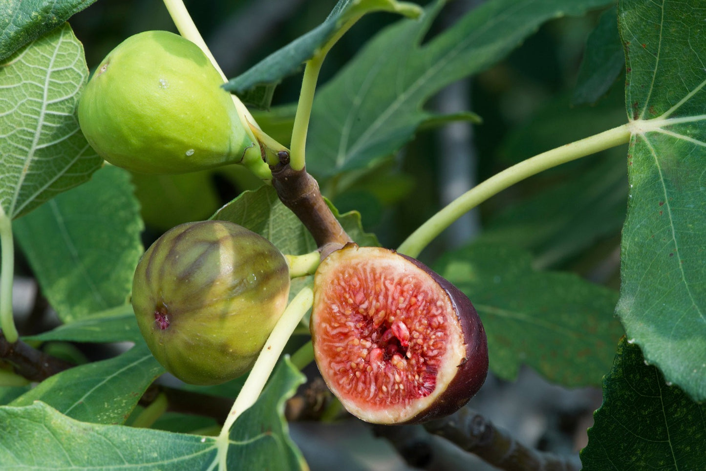 Fig on tree