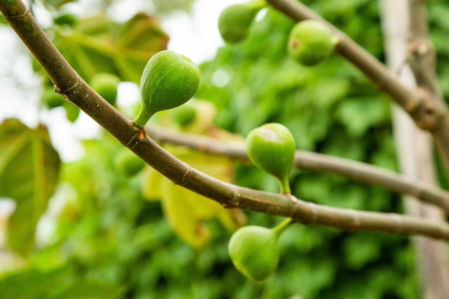 Green figs on tree