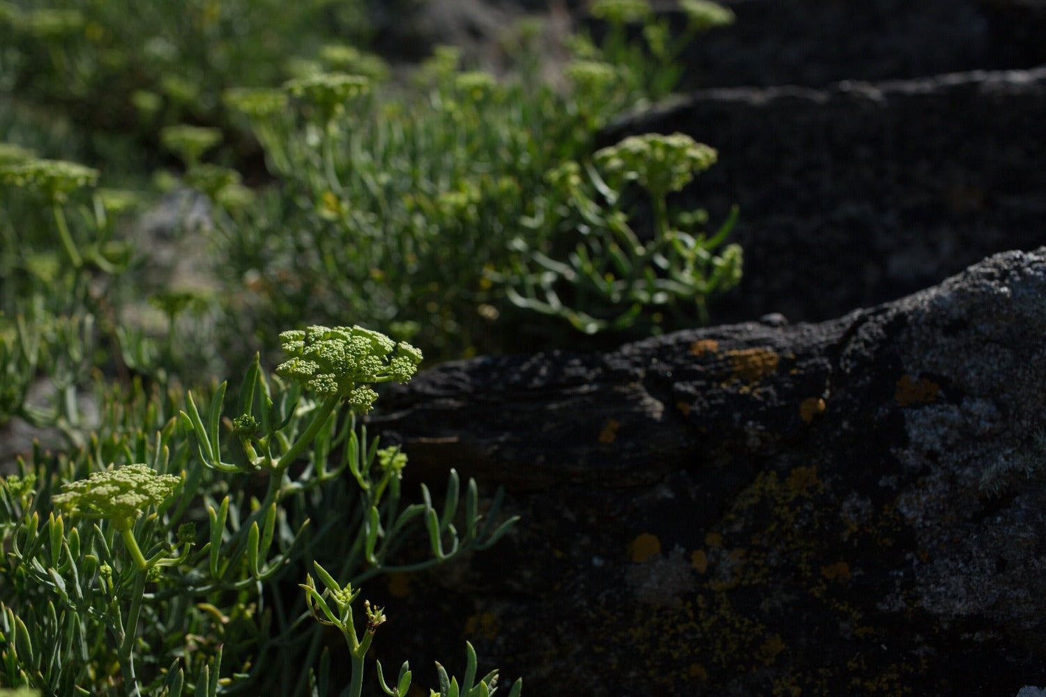 sea fennel