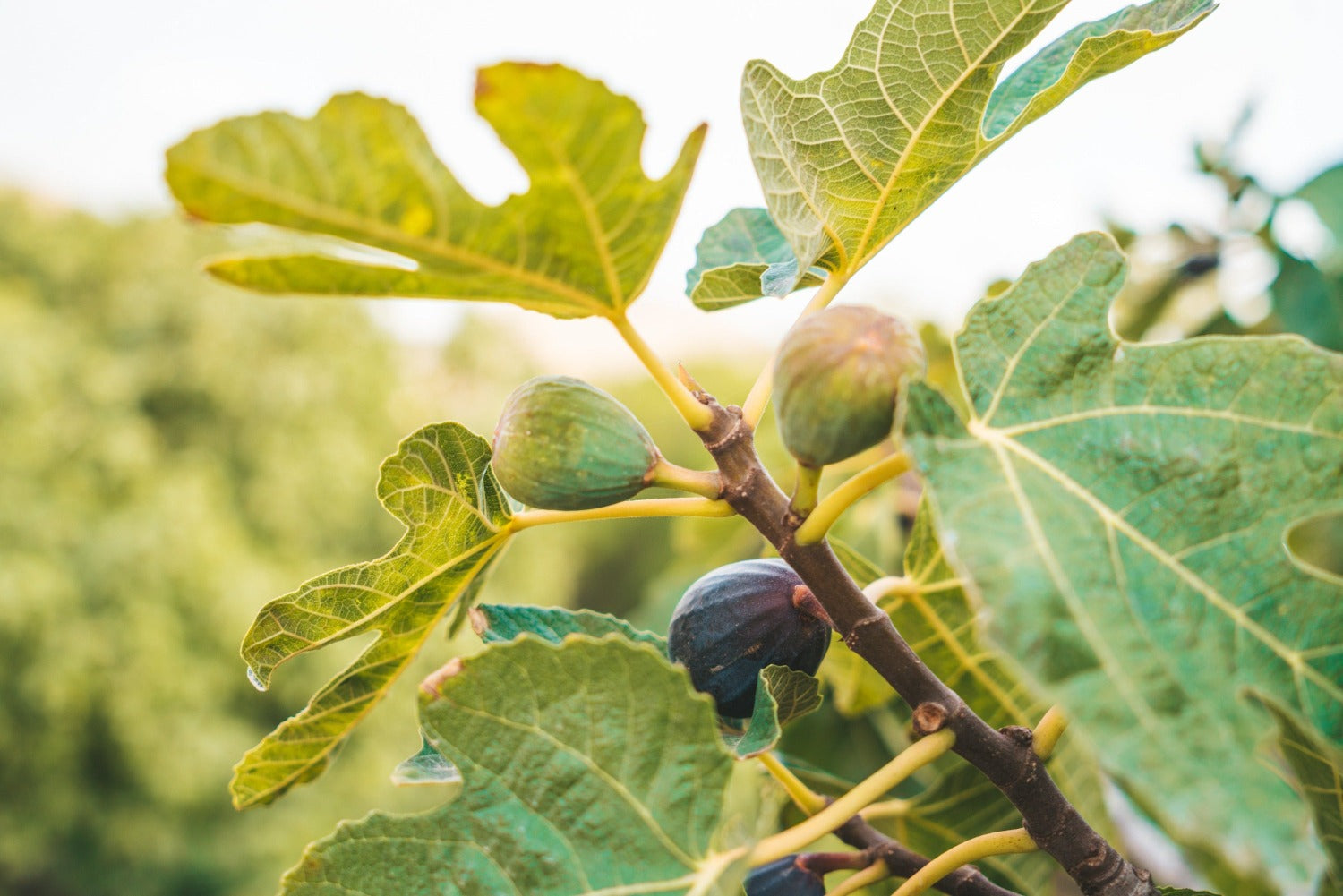 Fresh figs on tree