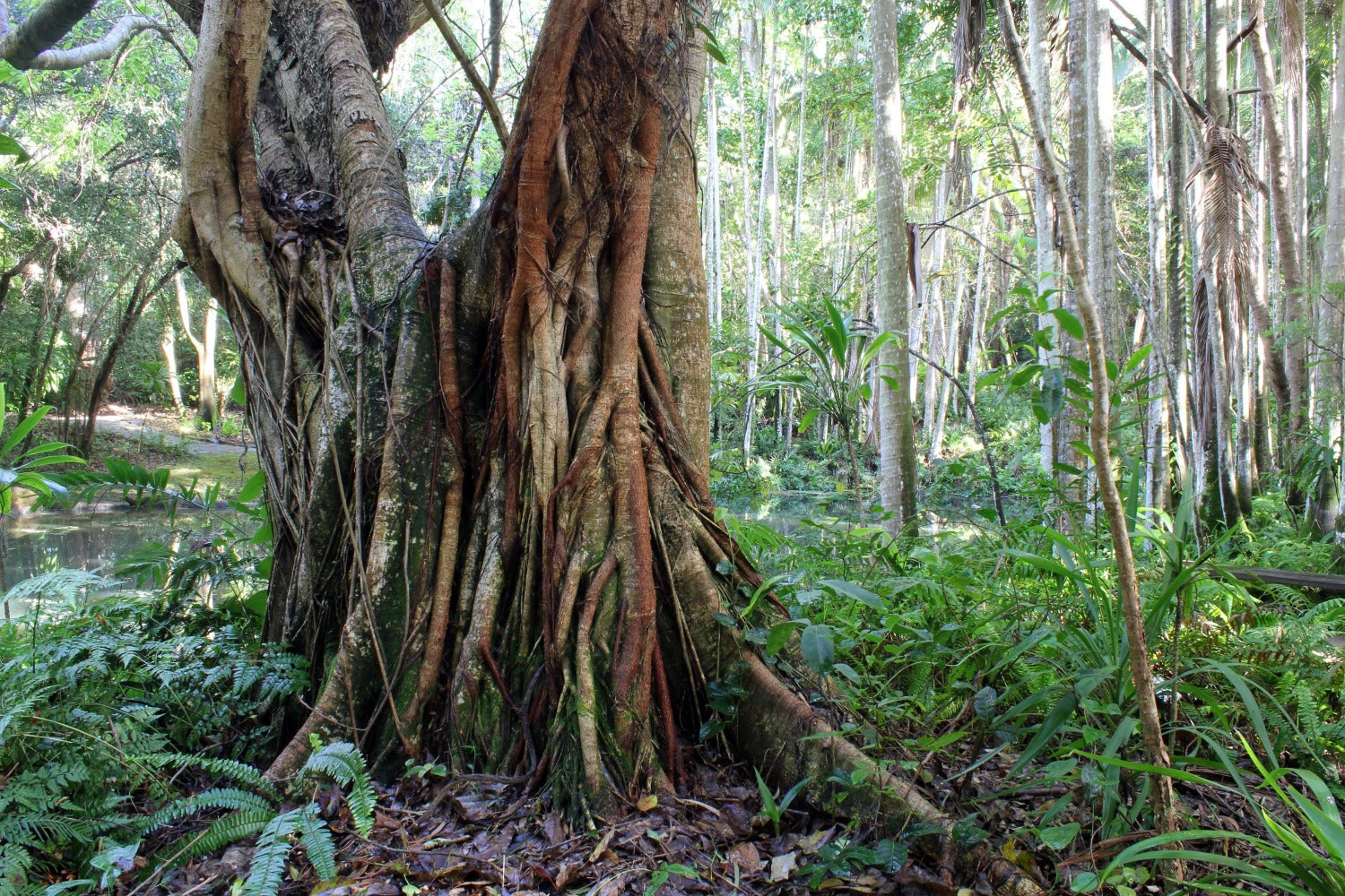 Fig tree